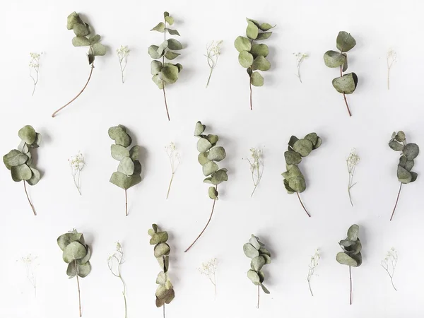 Візерунок з зеленим листям і білими квітами на білому тлі — стокове фото