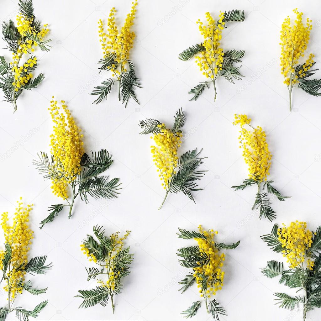 Overhead view of bouquet of yellow mimosa pattern isolated on white background