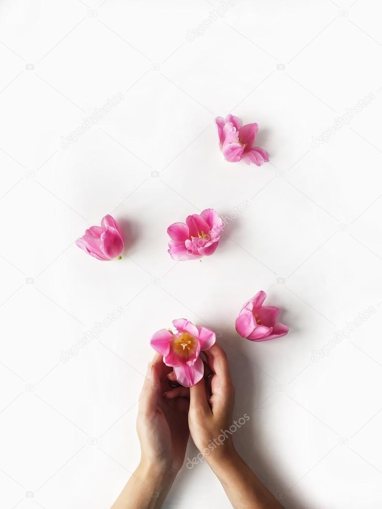 Overhead view of pink tulip in girl's hand isolated on white background