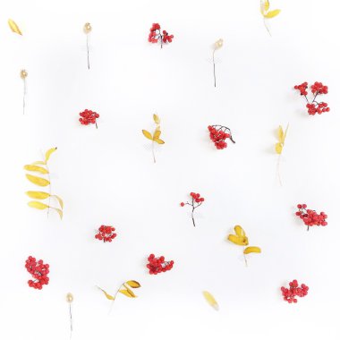 Sarı yaprakları ile kırmızı rowan