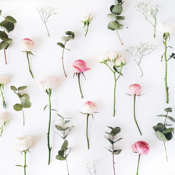 Rosas rosa sobre fundo branco. — Fotografia de Stock