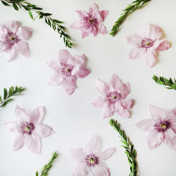 Розовые цветы и зеленые листья на белом фоне — стоковое фото