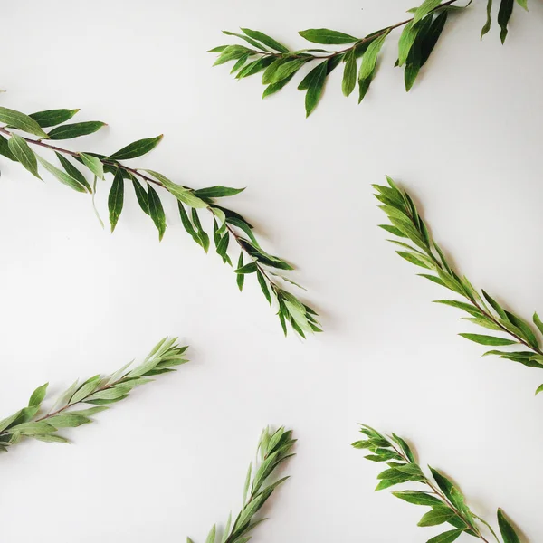 Groene bladeren op witte achtergrond — Stockfoto