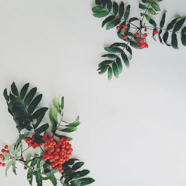 Trauben von roter Eberesche und grünen Blättern auf weißem Hintergrund — Stockfoto