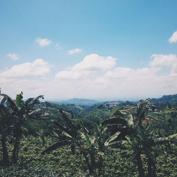 Palmy a modrá obloha na Bali — Stock fotografie