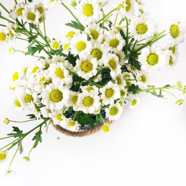 Papatya buketi beyaz arka plan üzerinde.