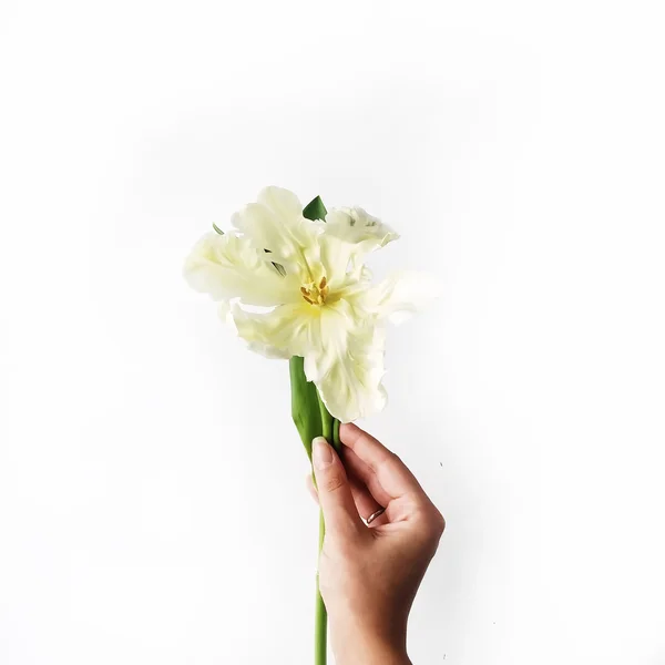 Hvit tulipan i kvinnelig hånd – stockfoto