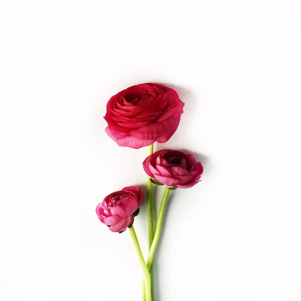 Червоні троянди або рунункулус ізольовані — стокове фото