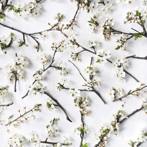 Pattern with white flowers — Stock Photo, Image