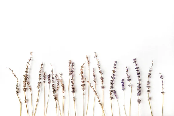 Lavendel op witte achtergrond — Stockfoto