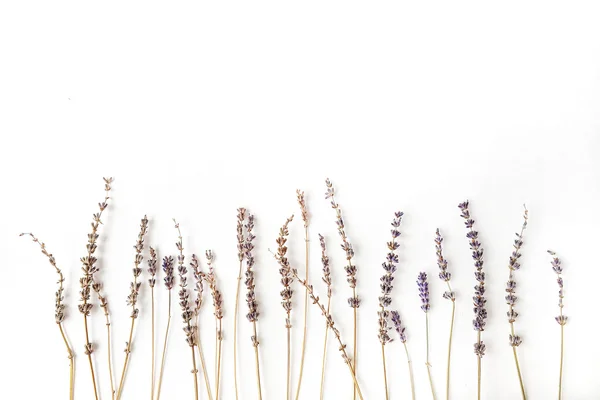 Lavanda no fundo branco — Fotografia de Stock