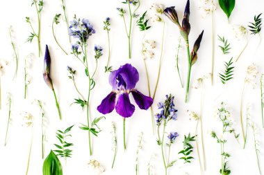 Mor iris çiçeği beyaz zemin üzerine