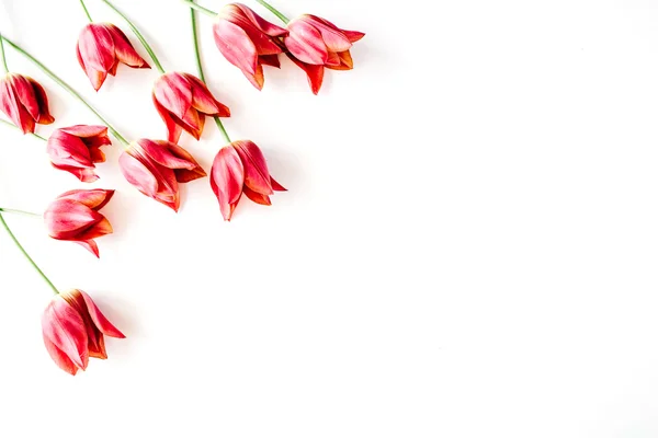 Tulipes roses et rouges — Photo