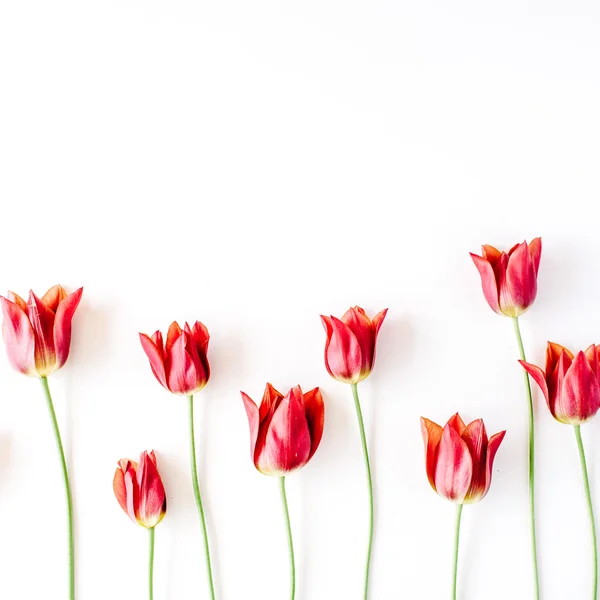 Rosa und rote Tulpen — Stockfoto