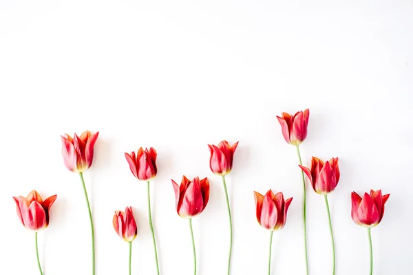 Tulipanes rosados y rojos — Foto de Stock