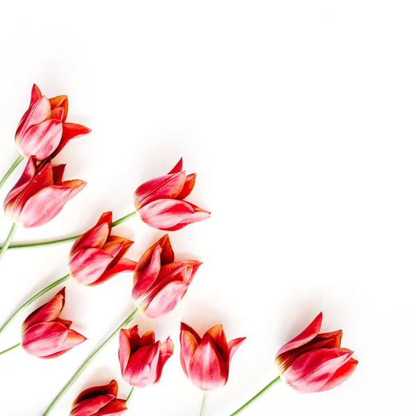 Tulipanes rosados y rojos — Foto de Stock