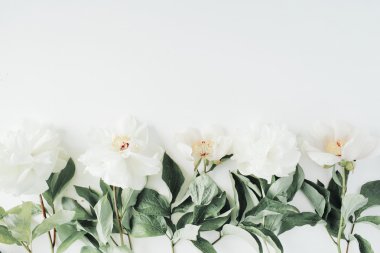 Peonies çiçek izole