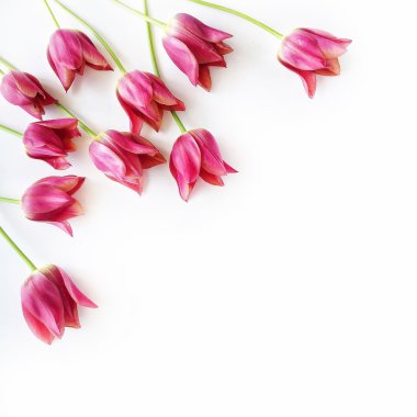 Pembe ve Kırmızı laleler