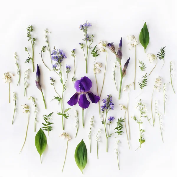 Mor iris ve lily ile desen — Stok fotoğraf
