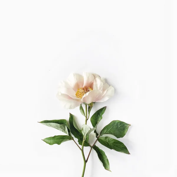 Una peonia beige su bianco — Foto Stock