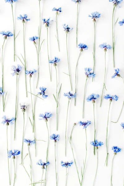 Cornflowers sobre fondo blanco . —  Fotos de Stock