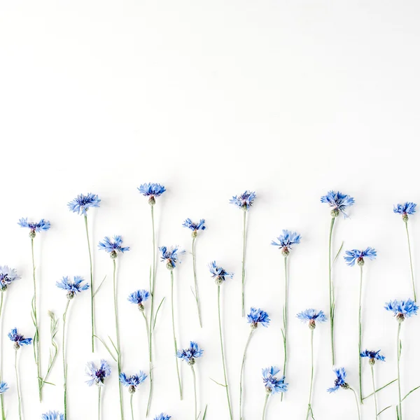 Cornflowers sobre fondo blanco . — Foto de Stock