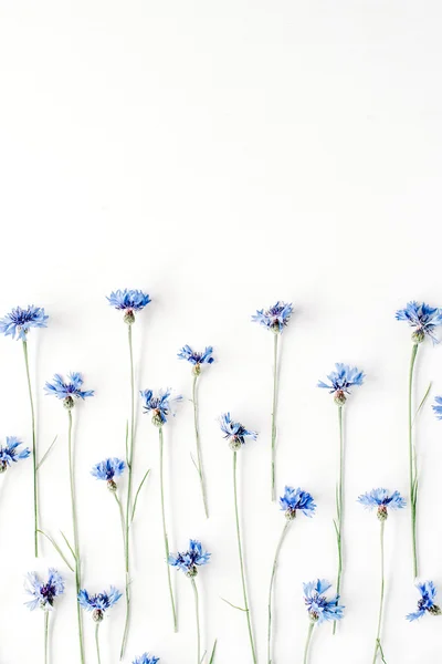 흰색 바탕에 cornflowers. — 스톡 사진