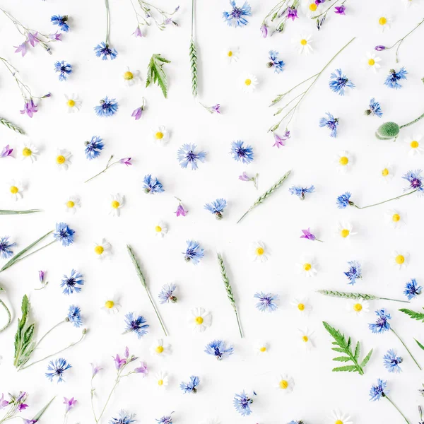 카모마일 꽃 패턴 — 스톡 사진