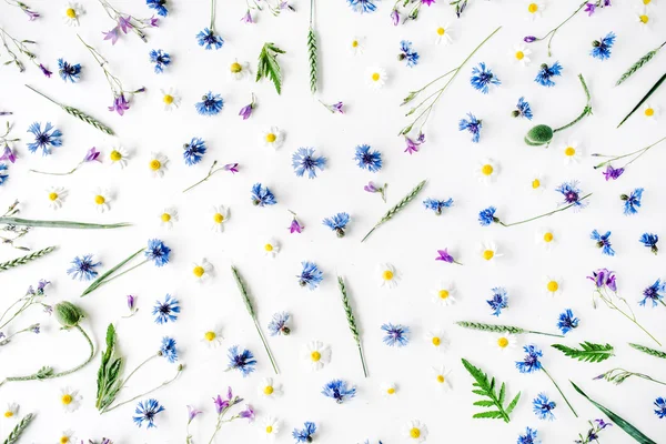 Patrón con flores de manzanilla — Foto de Stock