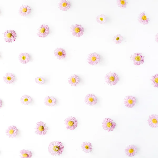 Vzorek chamomillů na bílém — Stock fotografie