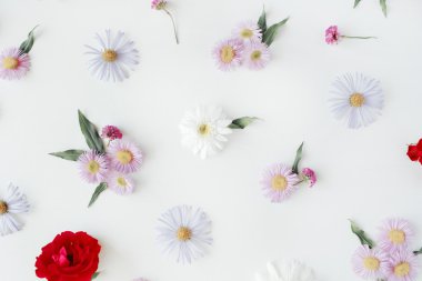 Gül, chamomiles ve yeşil yaprakları