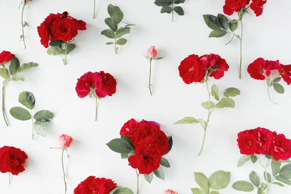 Beyaz arkaplanda kırmızı güller. 