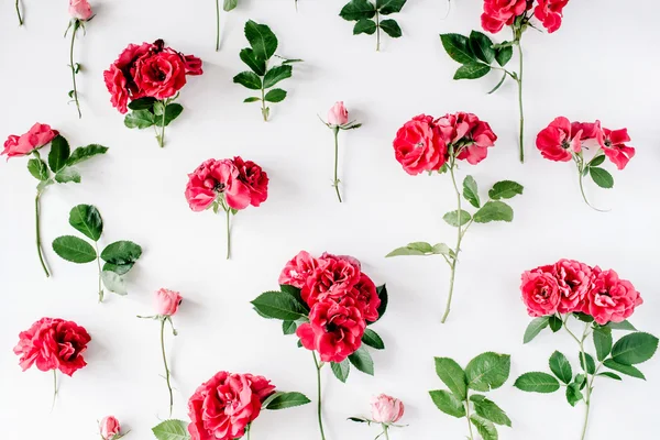 Röda rosor på vit — Stockfoto
