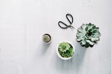 farklı succulents ve makas
