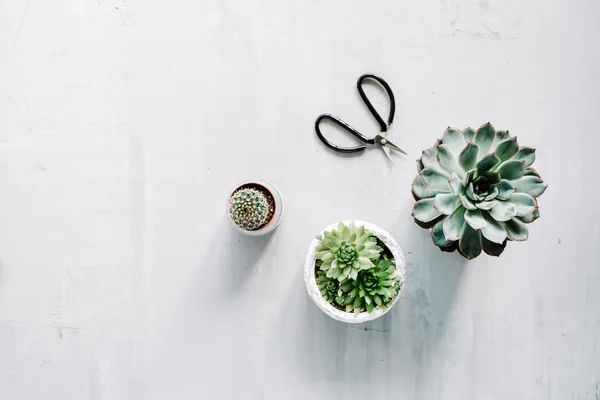 Different succulents and scissors — Stock Photo, Image