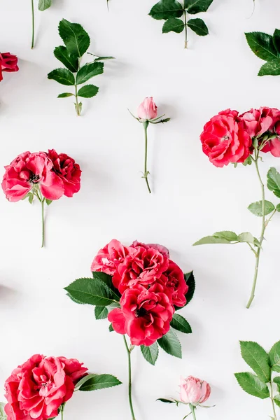 Rosas vermelhas incríveis — Fotografia de Stock