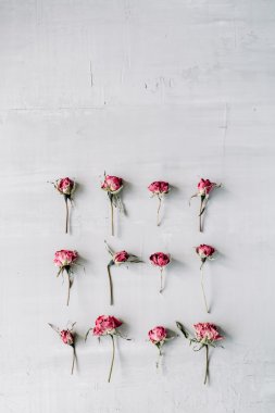 gri beton üzerinde pembe güller