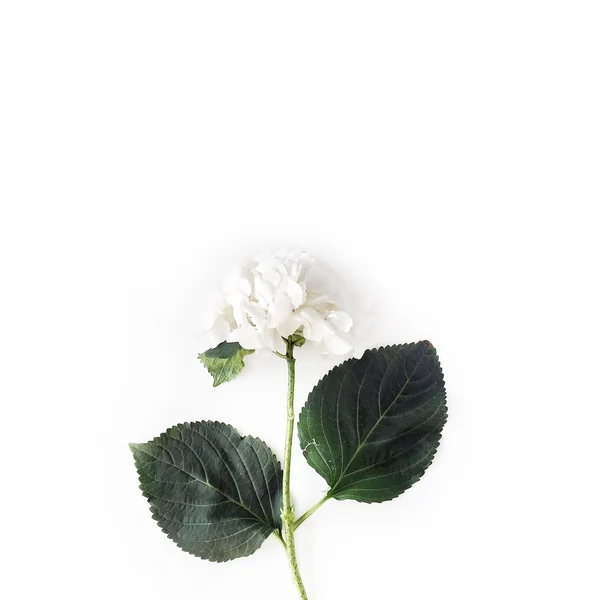 Fiore di ortensia bianca — Foto Stock