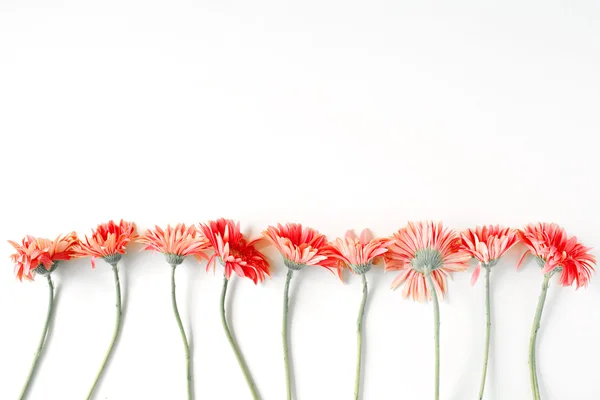 ชมพู gerberas ขอบเขต — ภาพถ่ายสต็อก