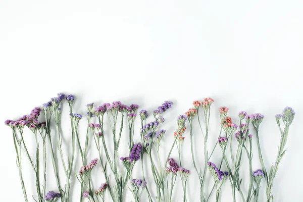 Fiori secchi di lavanda marina — Foto Stock