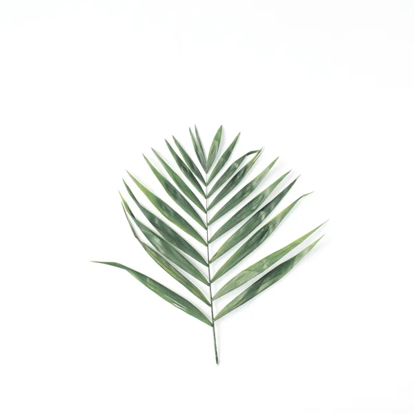 Yeşil palmiye yaprağı — Stok fotoğraf