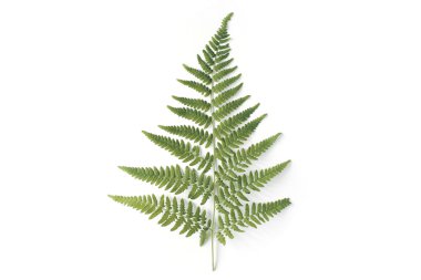 Yeşil eğrelti otu yaprağı