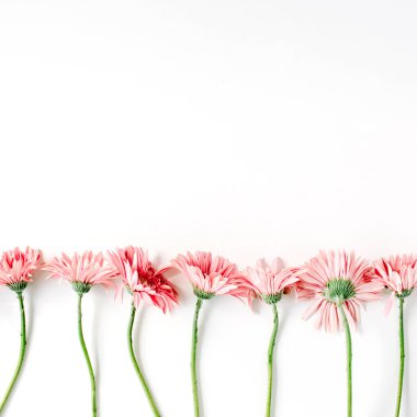 Pembe gerbera kenarlık