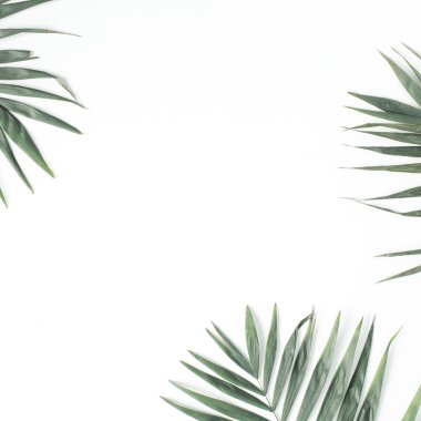 Yeşil palmiye dalları 