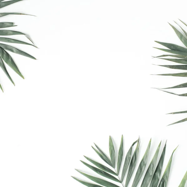 绿棕榈枝 — 图库照片