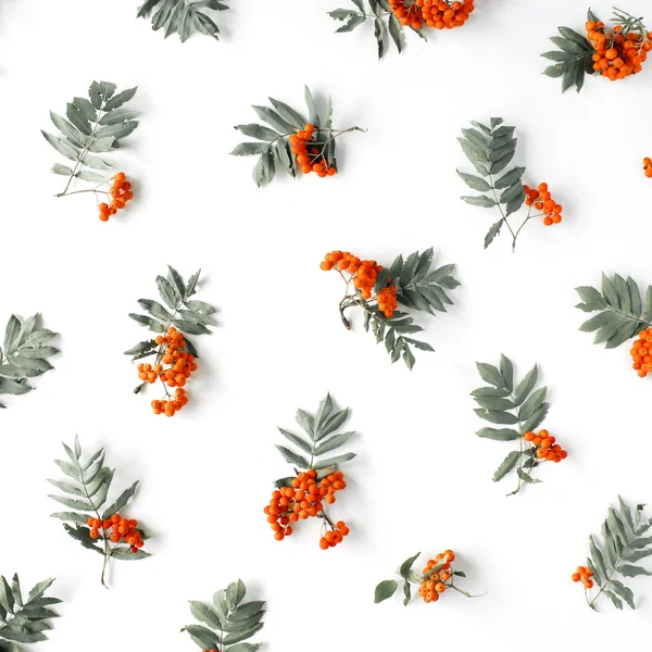 Red rowan pattern — Stock Photo, Image