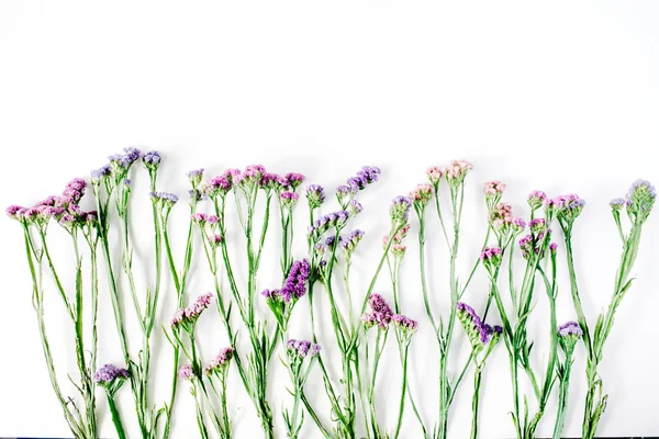 마른 바다-라벤더 꽃 — 스톡 사진