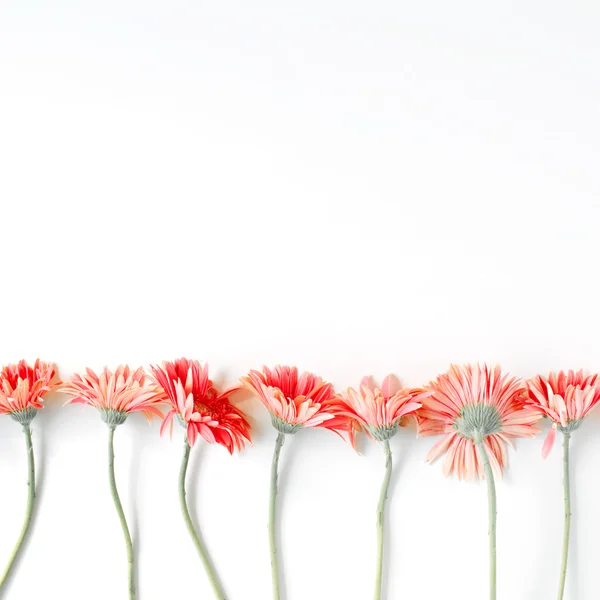 Fronteira de gerberas rosa — Fotografia de Stock