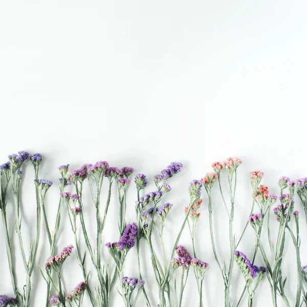 Droge Lamsoor bloemen — Stockfoto