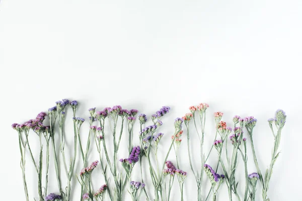 Flores secas de lavanda do mar — Fotografia de Stock